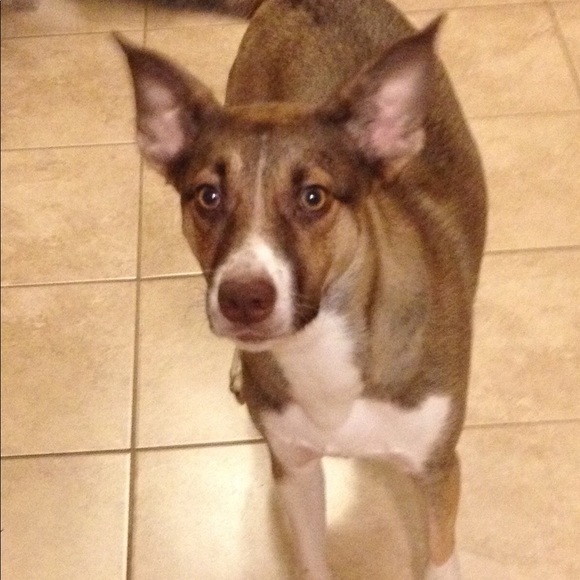 Meet your Posher, Gloria - Picture 3 of 5